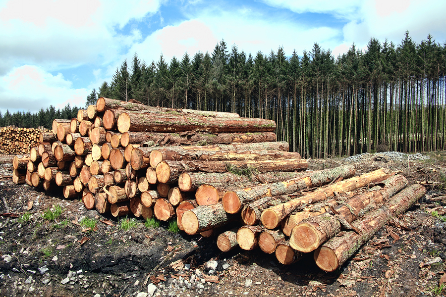 Timber Harvesting | Atlanta, TX & East Texas | Timberline Forestry